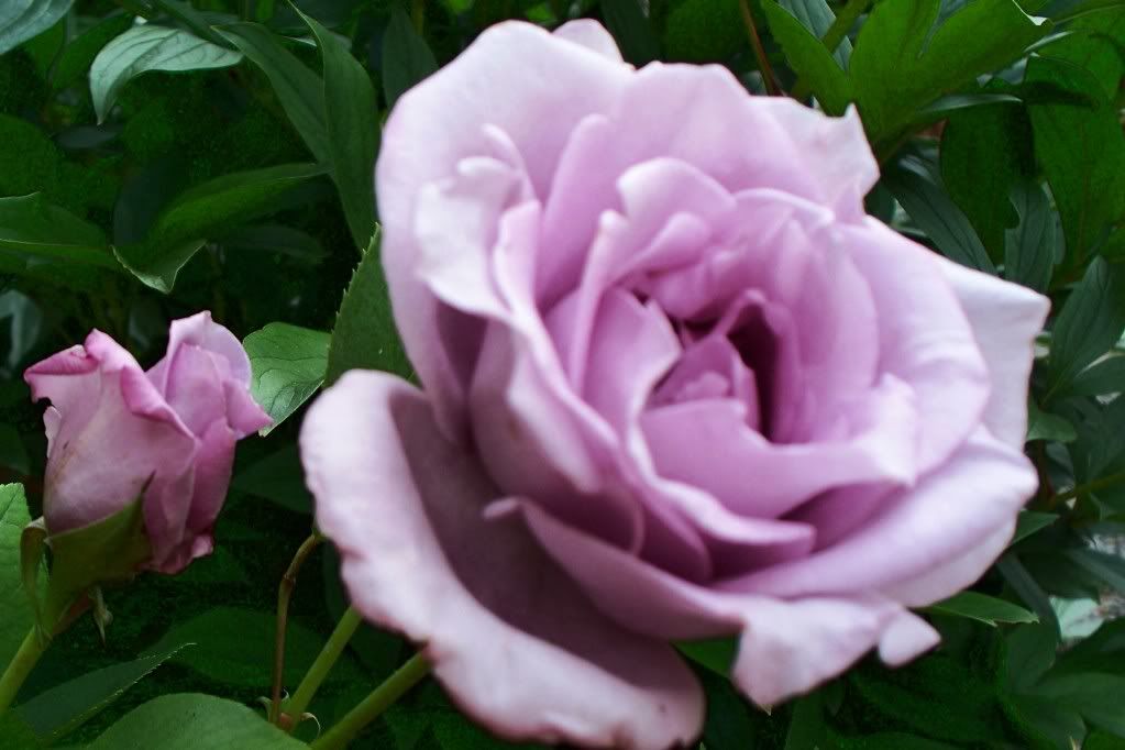 'Blue Girl' Hybrid Tea Rose